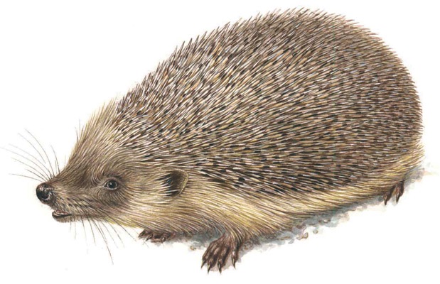 Illustration of a hedgehog