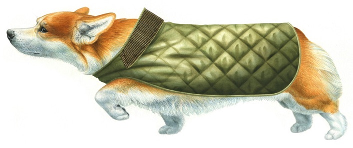 Illustration of a corgi dog