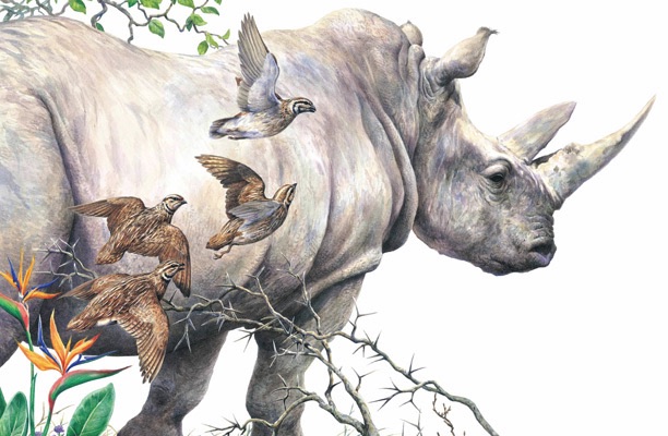 Illustration of a rhino