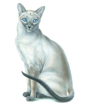 Illustration of a siamese cat