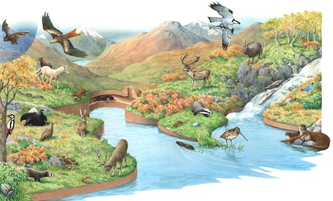 Illustration of Welsh mountain wildlife