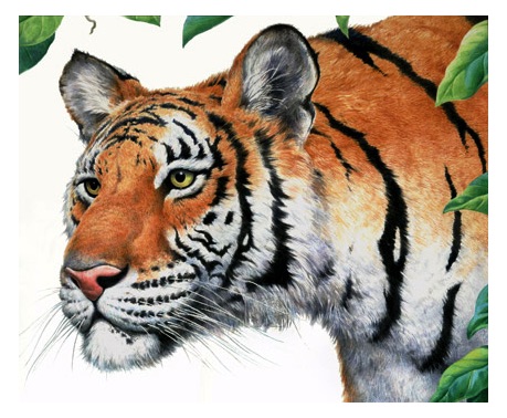 Tiger wildlife illustration