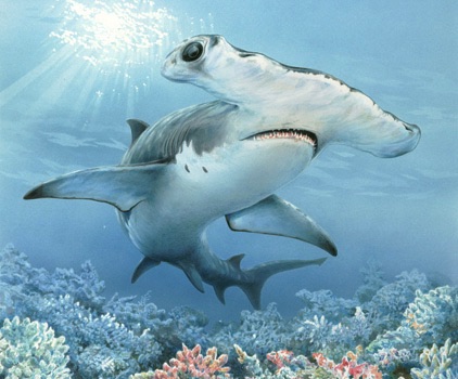 Hammerhead shark illustration