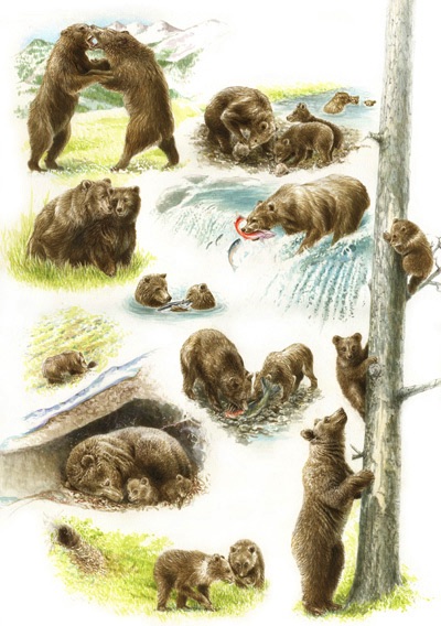 Illustration of a grizzly bears