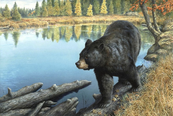 Illustration of a black bear