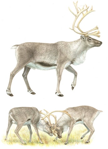 Illustration of reindeer