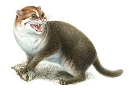 Illustration of a wild cat
