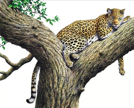 Illustration of a leopard