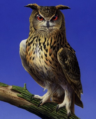 Illustration of an owl