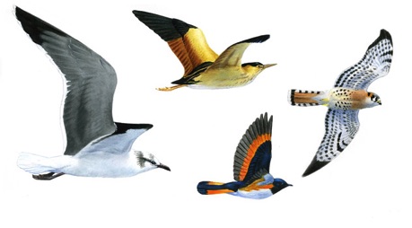 Illustration of flying birds