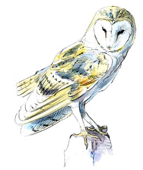 barn owl bird illustration