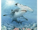 shark illustration