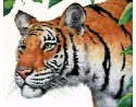 Tiger illustration
