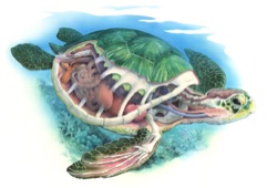 cutaway turtle anatomy