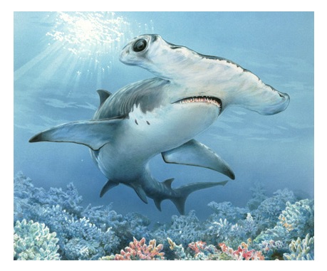 Hammerhead shark illustration